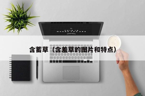 含蓄草（含羞草的图片和特点）
